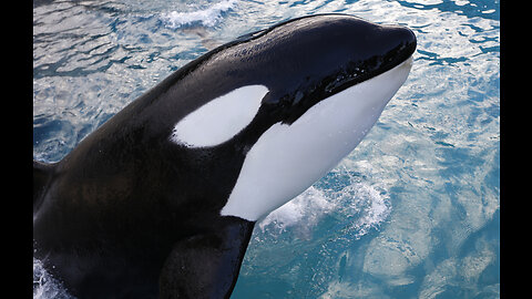 Beautiful But Dangerous Sea Creature the Orcas Ocean Whale Wildlife Documentary