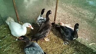 Some of my young Muscovy boys 30th August 2021