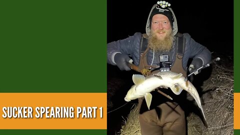 Sucker Spearing Part 1 / Roadside Ditch Fishing / Fish Spearing Video / Spearing Fish At Night