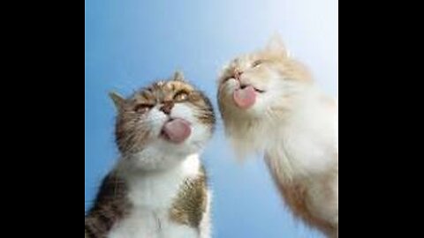 New Funny Cats talking Memes #cat #catmemes #katze #chat #gatos #funny.mp4