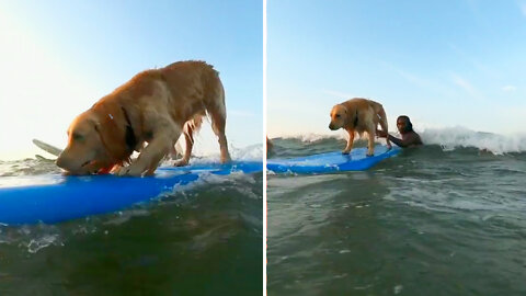 Dog surfing competition will make you smile