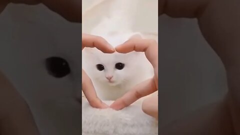 cute cat قطة كيوت