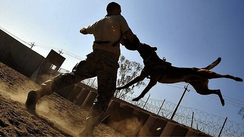 The Bond Between Soldier and Dog Military Training ✓