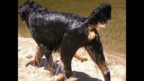 Bernese Mountain Dog Fun Swimming in the River