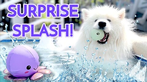 Adorable Dog Makes A SPLASH & Plays With Toys At Swimming Pool | DataTheDog