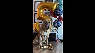 GIANT Pit Bull opening gifts for his 5th birthday! 🦁🎁🥳