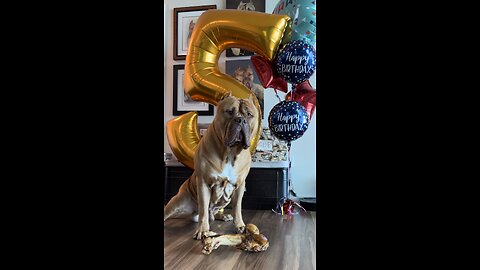 GIANT Pit Bull opening gifts for his 5th birthday! 🦁🎁🥳