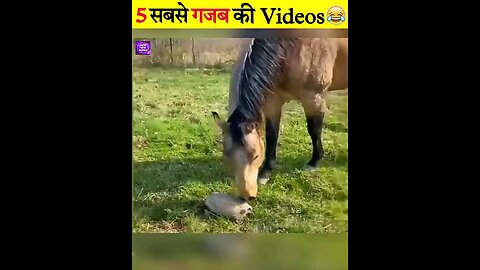 Animal_Funny_Moments_😆_#shorts_#funnyanimals