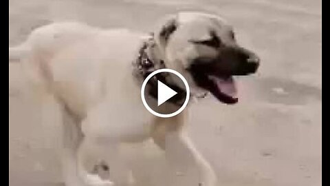 Kangal Shepherd Dog Sport