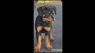 durotties