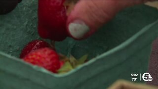 Strawberry season off to a slow start to due fluctuating temps