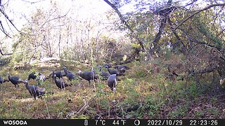 Trail Camera: Turkey 🦃 Flock