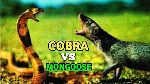 Egyptian Cobra Vs Mongoose| Cobra - Mongoose Real Fight|