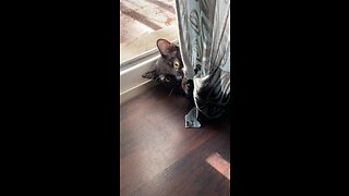 Blackjack the cat, messing with my curtain!