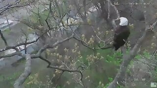 Hays Eagles Nest Pan to Dad in the Cam Tree 2022 04 27 6:41am