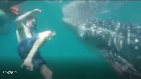 Whale Shark Appears Out Of Nowhere In Front Of A Swimmer