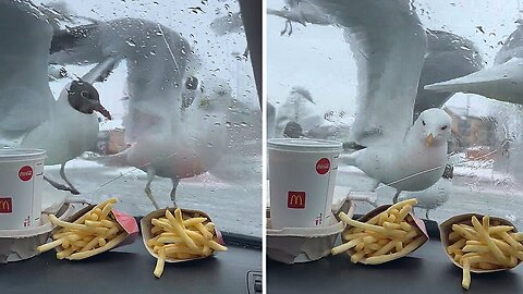 Seagull Shenanigans: Fast Food Feat Fiasco with Flock of Seagulls"