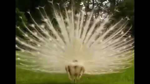 White Peacock Dance Video 👌