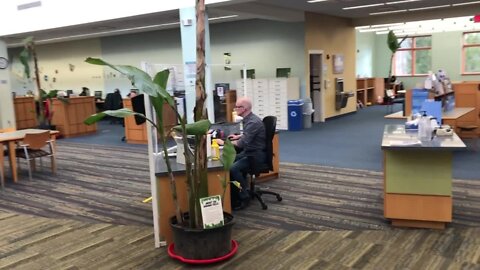 Bananas fostered — Westlake Library houses 21 live banana trees for a resident during the winter
