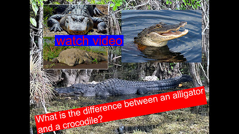 What's the Difference Between Alligators and Crocodiles? excellent explanation !!