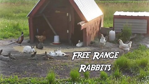 Raising Free Range Rabbits (Wisconsin 2014)