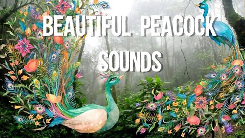 Beautiful Peacock Sound, Funny cute pets lovers,#peacock #peacocksound #peacockdance #peacocksounds