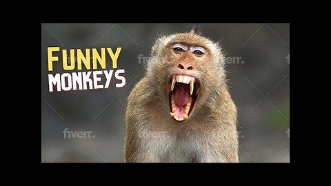 Funniest Monkey cute and funny monkey videos (Copyright Free) Full HD 😂🤣