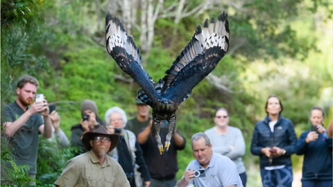 Watch: ORIGINAL - Rescue, rehabilitation and release of African Crowned Eagle