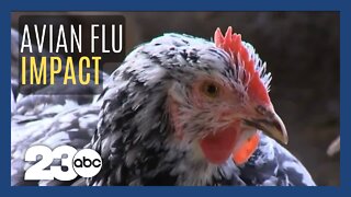 Avian Flu impacts farms nationwide, millions of birds dead