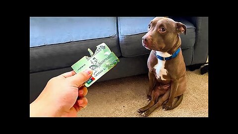 Funny Cats And Dogs Videos 🐱🐶 Funniest Animals - Videos of Funny Animals ZZZ