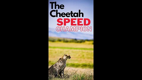 The Cheetah: Earth's Speed Champion"