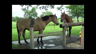 Forcing New Horses To Get Along - Worming A Horse & Teaching To Tie Long - Part 1 of 2