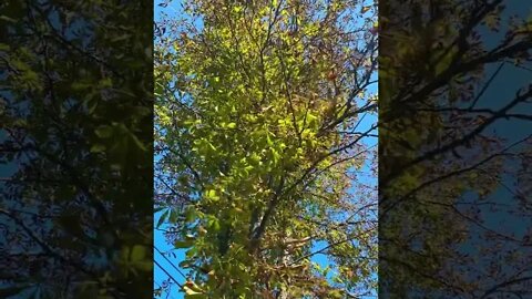 Chestnut Tree transitioning to Fall 🍂