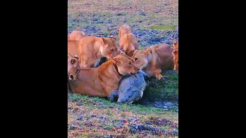 Lions hunting crocodile