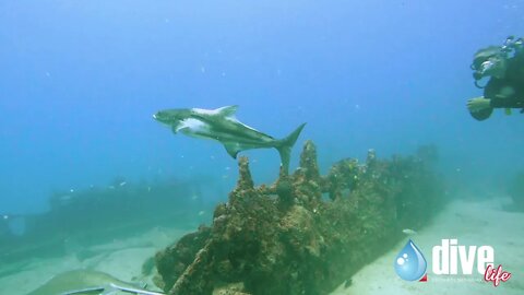 Uma Raia Prego e um enorme Beijupirá no naufrágio Pirapama - Recife / PE