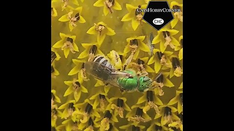 #sunflower #honeybee #insects - #catshobbycorner