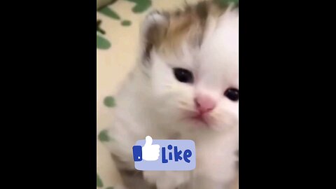 soo_cute_kittens_and_Little_cats_ppa_piu_piu_😱😱🤣🐯