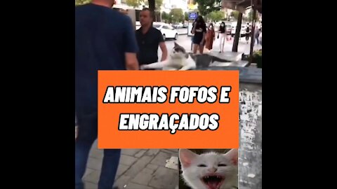 VÍDEOS ENGRAÇADOS DE CACHORROS E GATOS - PASSOU LEVOU PATADA #Shorts