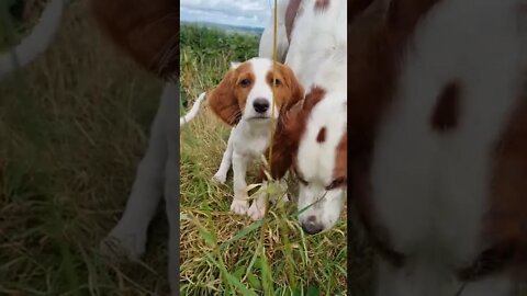 WHICH PUPPY ATE MY VIDEOCAM LEAD?!