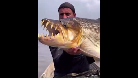 MEET WORLD MOST FEARED🐊🌍🐟FRESHWATER FISH🌍🚣‍♂️🎣💫