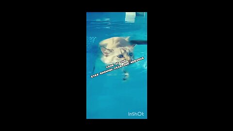 Unbelievable:this cat master the art of swimming