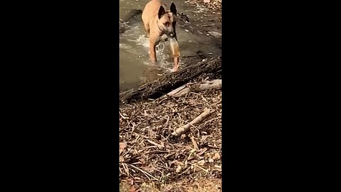 Belgian Malinois brings back exact same bottle,even in water and 50mph winds.