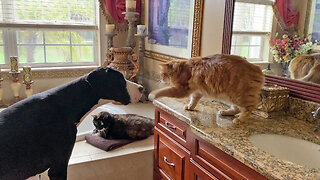 Cats Have Fun Swatting At Nosy Great Dane