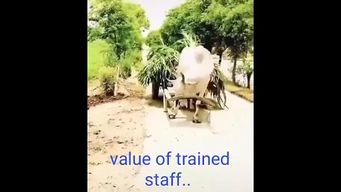 The value of trained staff