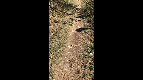 Butterflies on the Trail