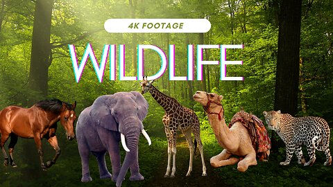 Amazing Scene of Wild Animals In 4K | wildlife @Animalvalley