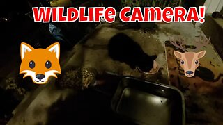 Nighttime Fall Wildlife Camera! 😻🦊