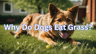 Doggo Dethroned! Why Your Furry Lawn Mower HATES Grass