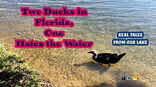Two Ducks in Florida, One Likes the Water, the Other Just Complains