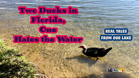 Two Ducks in Florida, One Likes the Water, the Other Just Complains